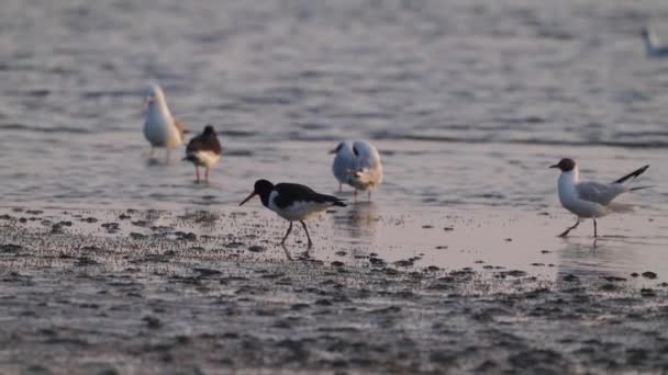 Black Headed Gulls Walking Wet Ground Texel Tracking Shot Slow — Stock Video