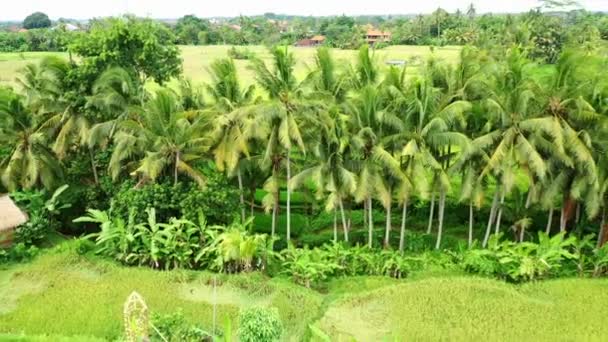 Ubud Bali Deki Güzel Palmiye Ağaçları Pirinç Tarlalarının Insansız Hava — Stok video