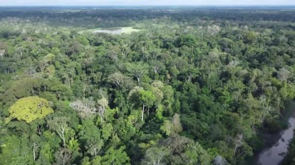 Luchtfoto Boven Bomen Van Het Regenwoud Iquitos Peru Overdag Drone — Stockvideo