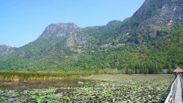 Прекрасна Лісова Стежка Sam Roi Yot Freshwater Marsh Або Bueng — стокове відео