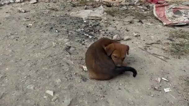 バングラデシュのダッカの道路脇に捨てられた弱い小さな野良犬の姿を間近で見ることができます 空腹の犬 — ストック動画