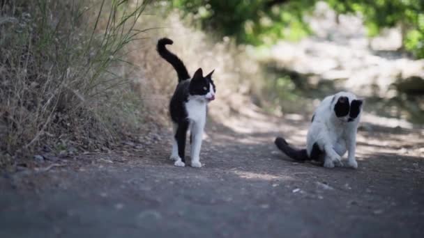 Langzaam Lage Pov Schot Van Witte Zwarte Katten Straat Staande — Stockvideo