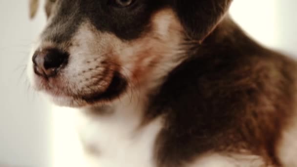 Varios Primeros Planos Cachorro Somnoliento Luz Noche — Vídeo de stock