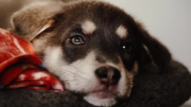 Vários Tiros Close Filhote Cachorro Sonolento Luz Noite — Vídeo de Stock