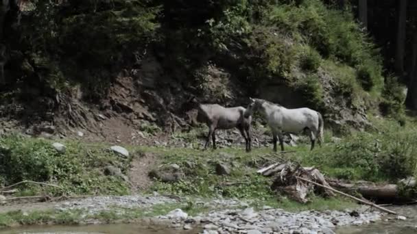 Coppia Cavalli Pascolo Vicino Fiume Giorno Soleggiato Colpo Largo — Video Stock