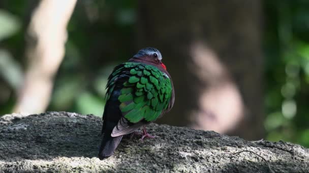 Common Emerald Dove Chalcopthe Indica Sett Utifrån Sin Rygg Puffar — Stockvideo