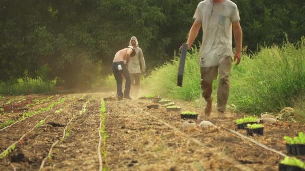 Junge Biobauern Arbeiten Auf Einem Unbefestigten Feld Und Harken Einem — Stockvideo