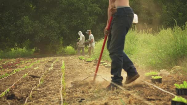 Biologische Landbouwers Die Het Veld Werkzaam Zijn Bodem Voorbereiden Volgende — Stockvideo