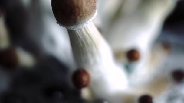Vários Tiros Close Lote Crescente Cogumelos Psilocybe Fotografia Muito Detalhada — Vídeo de Stock