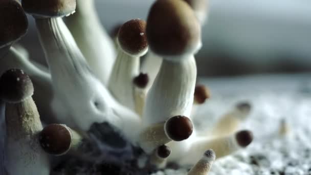 Berbagai Suntikan Closeup Dari Batch Tumbuh Jamur Psilocybe Foto Yang — Stok Video