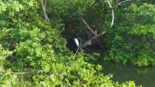 Prachtig Uitzicht Eenzame Reiger Staand Takkenboom Door Laguna Inzoomen Dag — Stockvideo