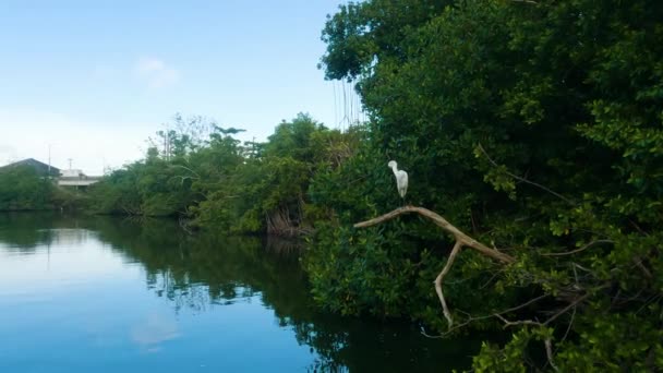 Majestic Heron Bird Standing Fallen Branch Tree Laguna Calm Waters — Stock Video