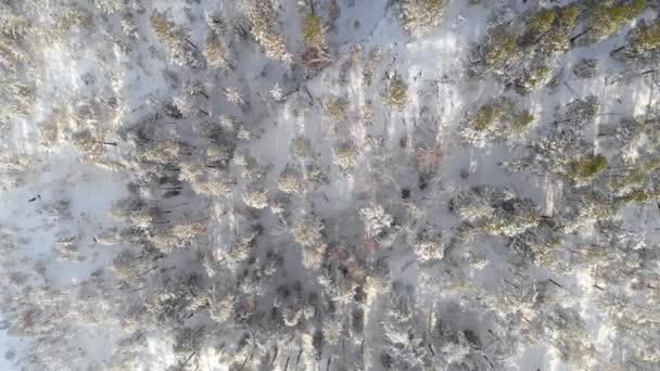 Winterlicher Wald Mit Dichten Fichten Luftaufnahme — Stockvideo