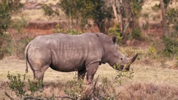 Tiro Médio Rinoceronte Africano Caminhando Lentamente Pela Savana Quênia — Vídeo de Stock