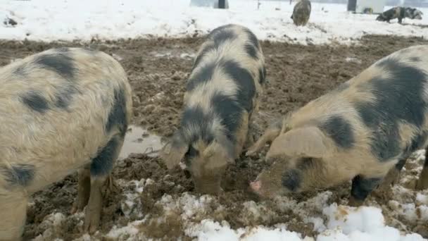 Gruppo Maialini Mangalitza Mangiare Cibo All Aperto Nella Sporcizia Nella — Video Stock