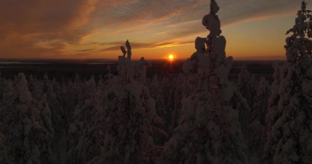 Vista Aérea Del Bosque Ártico Nevado Durante Atardecer Laponia Seguimiento — Vídeos de Stock