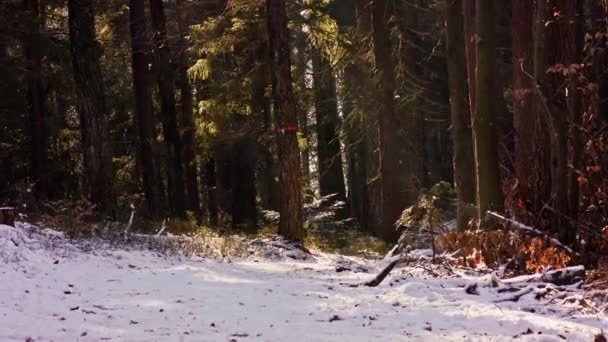 Piękne Promienie Słoneczne Przechodzące Przez Zimowy Las Bawarii Niemcy — Wideo stockowe