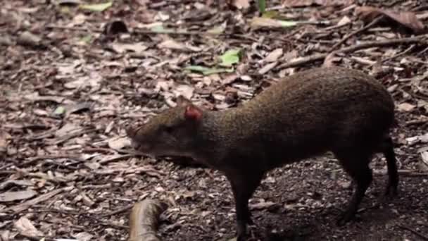 Mexicaanse Agouti Zereke Zoek Naar Voedsel Grond — Stockvideo