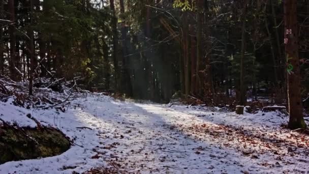 Wunderbare Sonnenuntergangsstrahlen Drängen Verschneite Waldstraße — Stockvideo