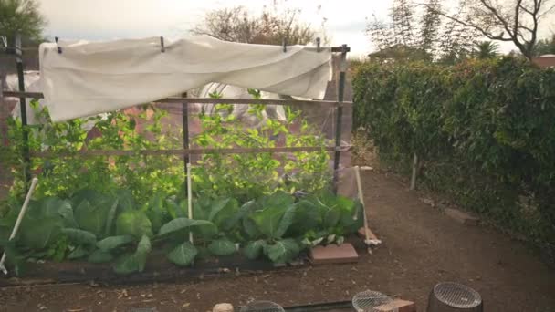 Jardín Comunitario Cocina Camas Jardín Elevadas Con Plantas Huerta Comunitaria — Vídeo de stock