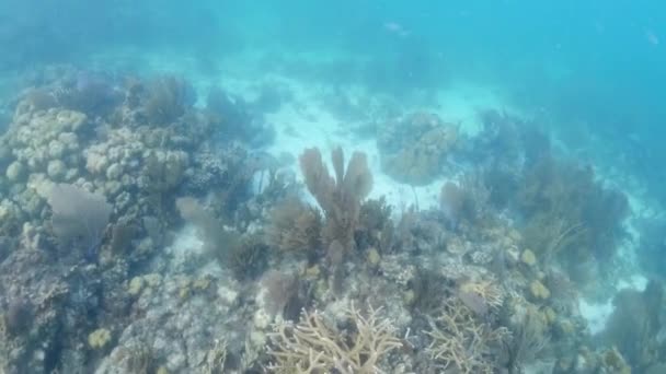 Recifes Corais Vivos Peixes Snorkelers Nas Ilhas Virgens Britânicas — Vídeo de Stock