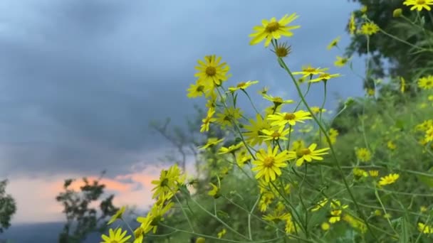 Gros Plan Fleurs Soleil Oregon Dans Prairie Tiger Point Lonavala — Video
