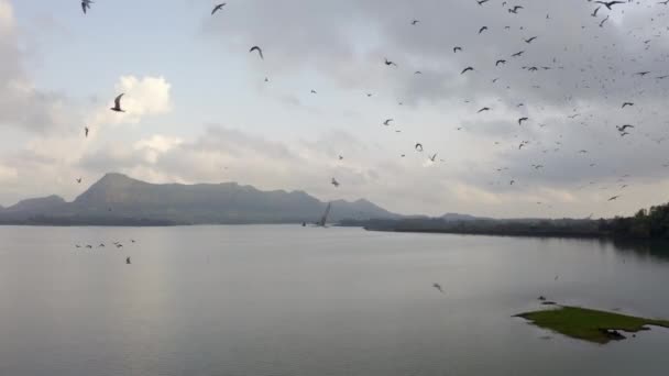 Kolonie Van Vogels Vliegen Kalme Wateren Van Vaitarna Lake Dam — Stockvideo