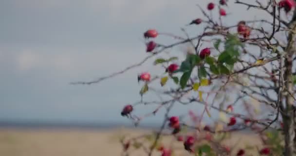 Man Hand Med Snygg Klocka Plockar Ros Höft Frukt — Stockvideo