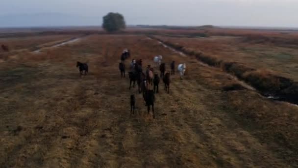 Herd Horses Springer Soluppgången Kayseri Turkiet Drönare Skott — Stockvideo