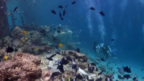 Una Gran Escuela Hermosas Rayas Nadando Frente Cámara Mar Azul — Vídeos de Stock