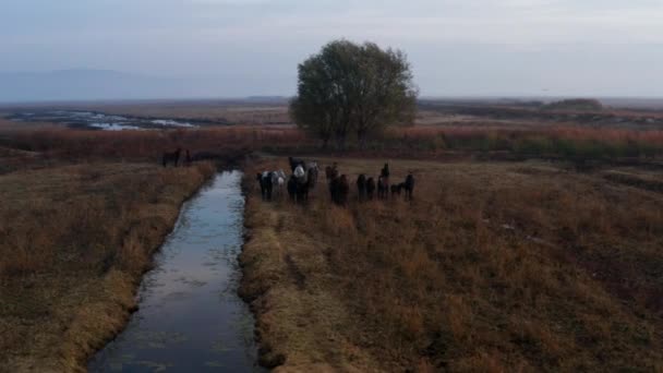 Group Horses Resting Scenic Farm Kayseri Turkey Sunrise 무인기 — 비디오