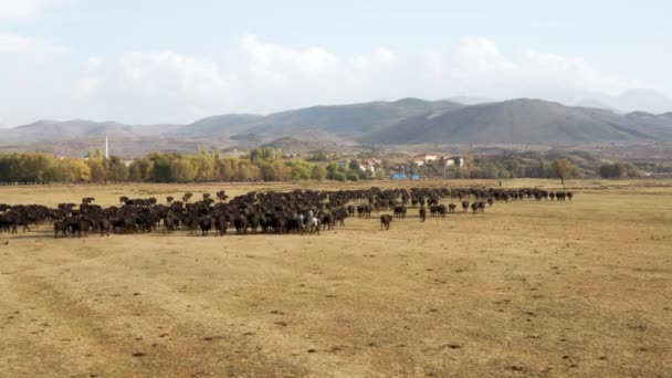 在土耳其卡帕多西亚凯塞里的田野里 农夫骑着马 带领着他的牛群 宽射门 — 图库视频影像