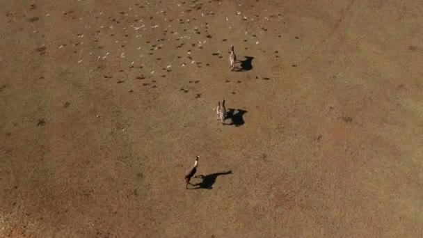 Bando Pássaros Voando Sobre Llama Zebras Safari Park Parque Nacional — Vídeo de Stock