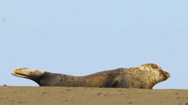 Ενηλίκων Σφραγίδα Στηρίζεται Στην Άμμο Κοιτάζει Κάμερα Στο Νησί Texel — Αρχείο Βίντεο