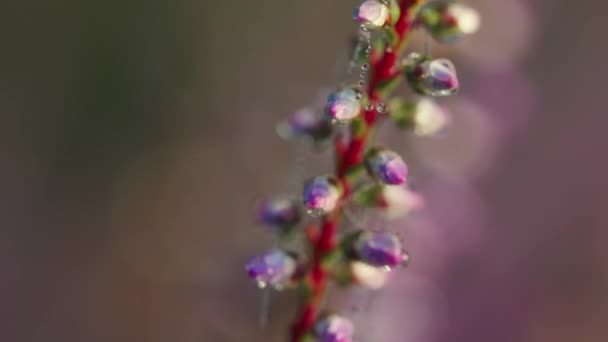 Makro Der Blühenden Lila Heidekrautpflanze Mit Tautropfen Einem Großen Natürlichen — Stockvideo