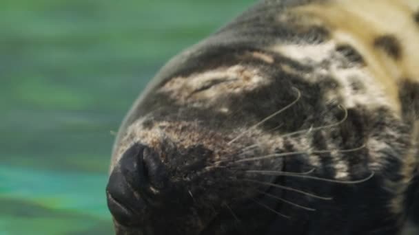 Sluiten Van Het Hoofd Van Harige Zeehond Inademen Van Een — Stockvideo