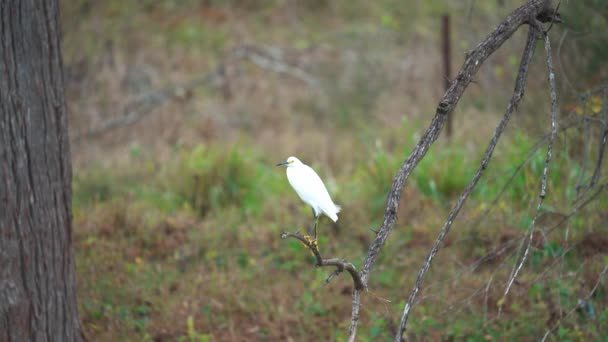 Gran Garza Blanca Encaramada Rama Del Árbol Durante Día Ventoso — Vídeos de Stock