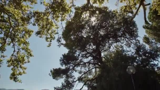 ギリシャの素晴らしい景色を明らかにするために葉を通って移動する — ストック動画
