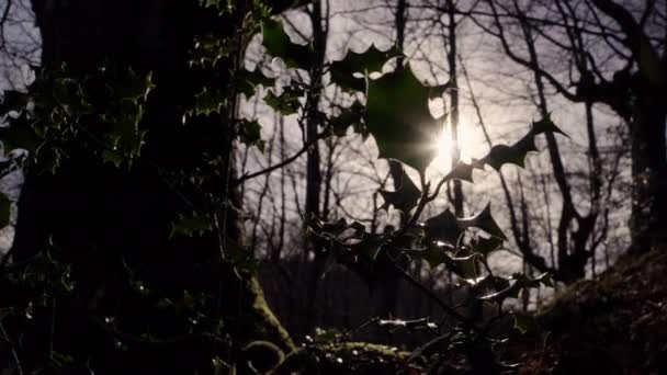 Baixo Ângulo Vista Chão Floresta Olhando Para Sol Irradiando Através — Vídeo de Stock