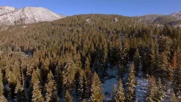 Vue Panoramique Des Douglas Firs Des Sommets Enneigés Lac Tahoe — Video