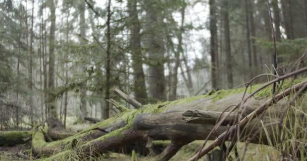 Cane Nero Salta Sopra Albero Nel Bosco — Video Stock