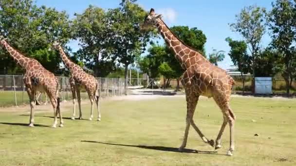 Стадо Жирафов Саванне Зеленой Траве — стоковое видео
