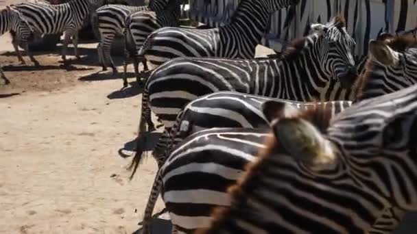 Große Zebraherde Gefangenschaft Die Menschen Futter Anbettelt — Stockvideo