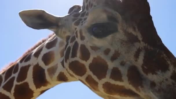 Ojos Jirafa Cabeza Comiendo Zanahoria Con Larga Lengua — Vídeos de Stock