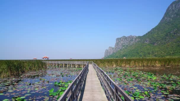 Hermoso Camino Madera Pie Sam Roi Yot Freshwater Marsh Bueng — Vídeo de stock