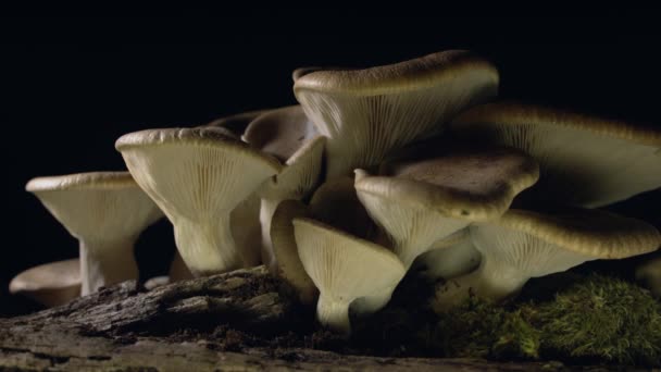 根部向上倾斜 闭合在黑色背景上的国内生长的Cardoncelli蘑菇 — 图库视频影像