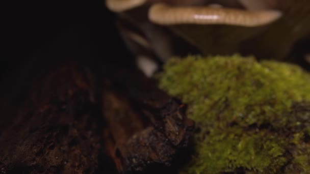 Tracciamento Sinistra Destra Primo Piano Dei Piccoli Funghi Cardoncelli Fatti — Video Stock