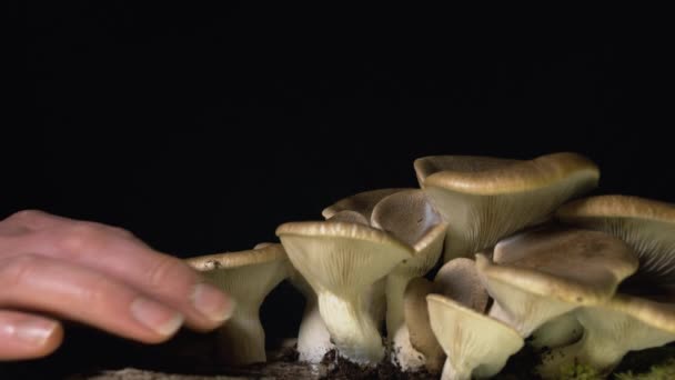 女性手在黑色背景下采集自制蘑菇的特写 — 图库视频影像