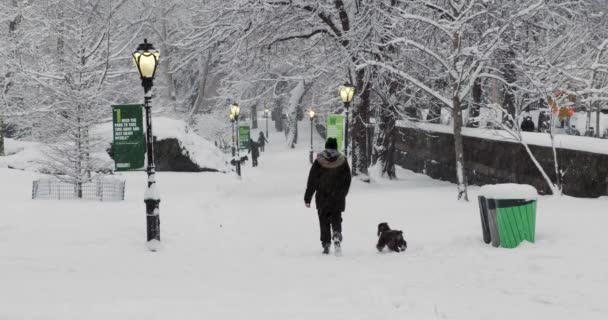 纽约市中央公园的人们在下雪时遛狗 — 图库视频影像