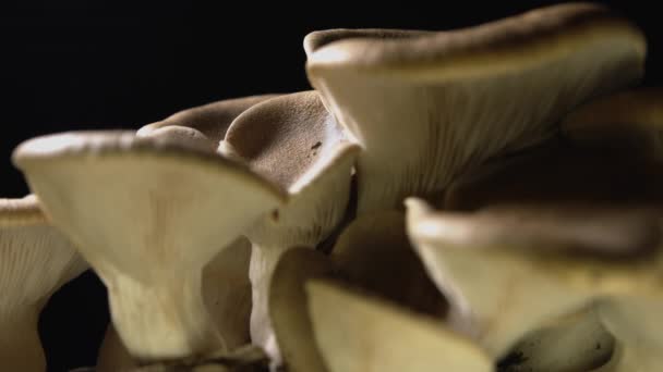 Rack Focus Close Beautiful Shaped Homegrown Cardoncelli Mushrooms Black Background — Stock Video